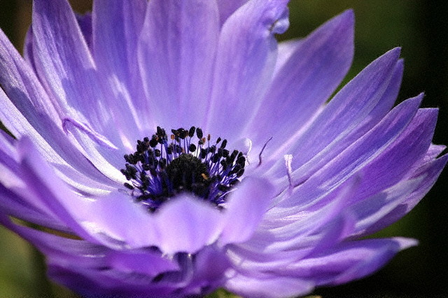 acuagraphyシリーズの透かしイメージ